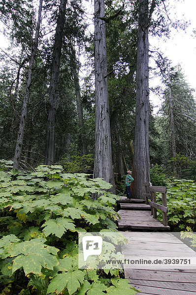 Kind auf dem Giant Cedars Boardwalk  Mount Revelstoke Nationalpark  British Columbia  Kanada