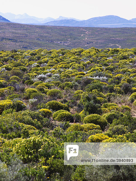 Wild flowers area in Namaqualand region of South Africa  Africa