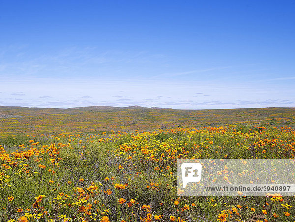 Blühendes Namaqualand in Südafrika  Afrika