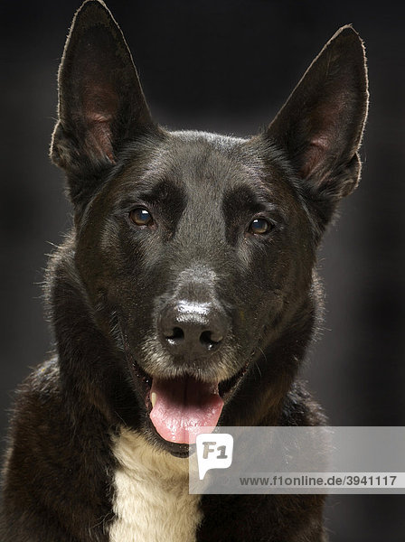 Mischlingshund  Terrier  Stafford  Portrait