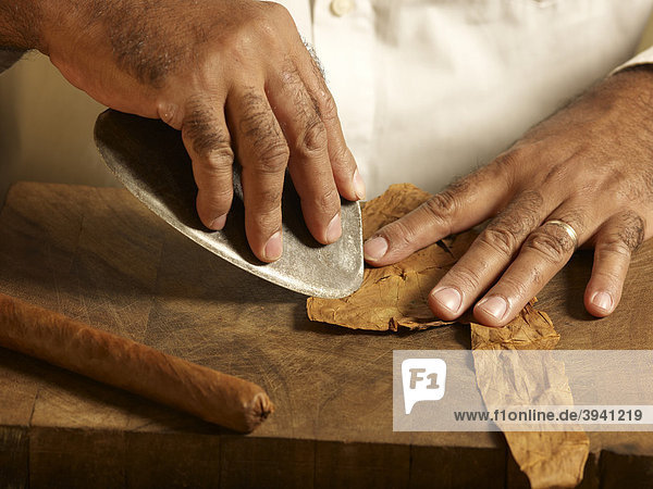 Cuban cigar roller cutting a tobacco leaf to size for the production of cigars