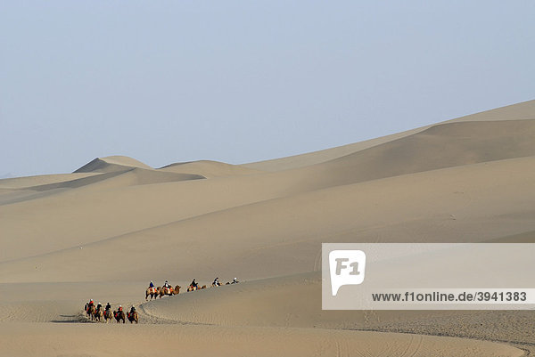 Camel caravan with tourists in front of the sand dunes of the Gobi Desert during the ascent of Mount Mingshan near Dunhuang  Silk Road  Gansu  China  Asia