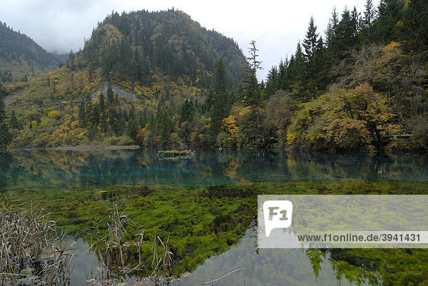 Herbststimmung am Fünffarbensee in dem abgestorbene Bäume liegen und Seealgen und Seegras wachsen  Jiuzhaiguo Valley  Nationalpark Jiuzhaiguo  Sichuan  China  Asien