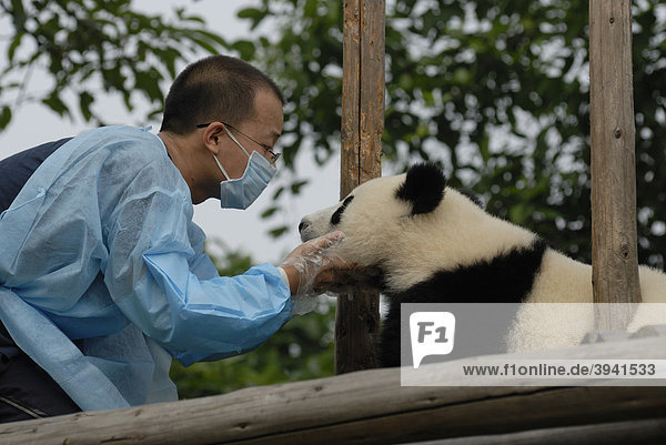 Großer Panda (Ailuropoda melanoleuca) und Pfleger im Forschungs- und Aufzuchtzentrum  Chengdu  Sichuan  China  Asien