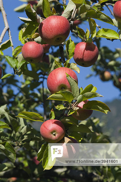 Roter Apfel hängt am Baum  Apfelplantage  Vilpiano  Trentino  Südtirol  Italien  Europa