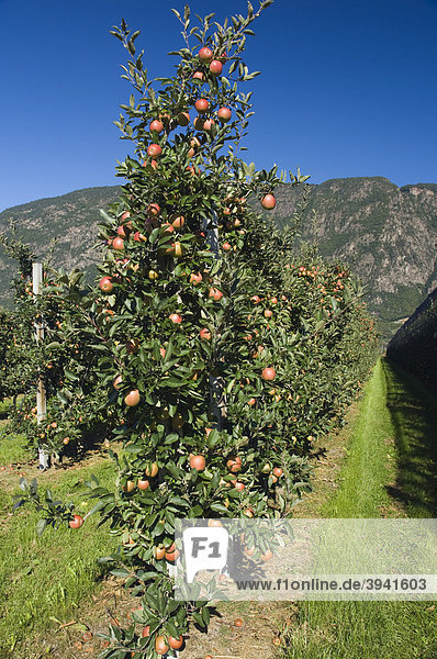 Apfelplantage  Vilpiano  Trentino  Südtirol  Italien  Europa