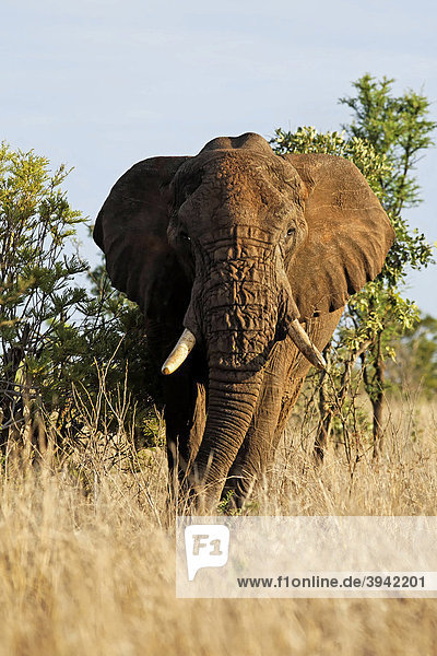 Afrikanischer Elefant (Loxodonta africana)  Kruger Nationalpark  Südafrika  Afrika