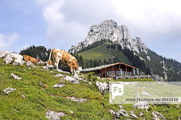 Kühe vor dem Restaurant Sonnen-Alm  Kampenwand  Chiemgau  Oberbayern  Deutschland  Europa