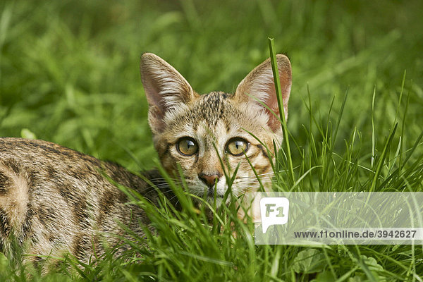 Savannah Cat lying down in the grass