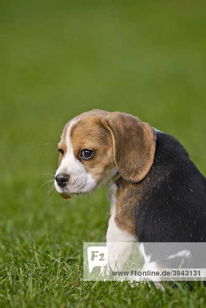Beagle Welpe sitzt auf Wiese