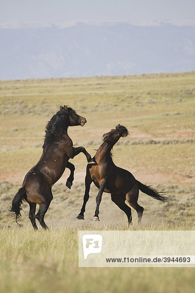 Mustangs (Equus caballus)  kämpfende Hengste  Pryor Mountain Wild Horse Range  Montana  USA
