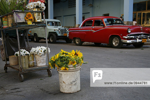 Blumen in den Straßen von Havanna  Kuba