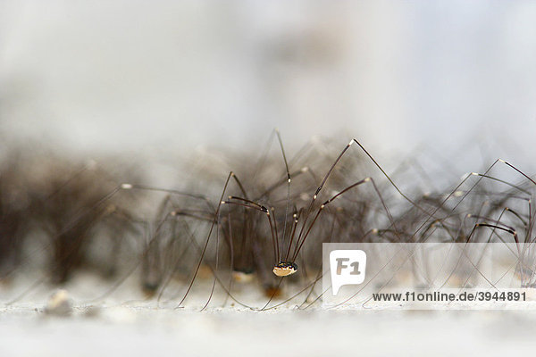 Previously unknown type of Harvestmen (Leiobunum sp.) forming a large cluster of several hundred individuals