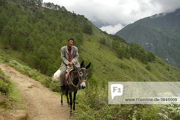 Einheimischer  Reiter auf Maultier auf Pfad am Hang vor Kiefern-Wald  Tiger-Sprung-Schlucht  Tigersprungschlucht  high trail  Provinz Yunnan  Volksrepublik China  Asien