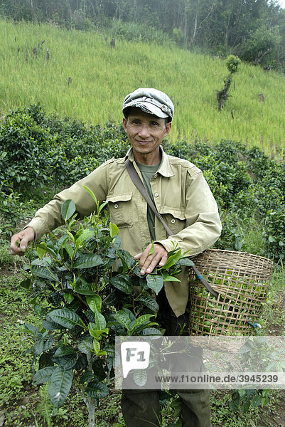 Teeernte  Tee-Ernte  Mann der Phunoy Ethnie pflückt Teeblätter in einen Korb  bei Ban Sailom  Provinz und Distrikt Phongsali  Laos  Südostasien  Asien