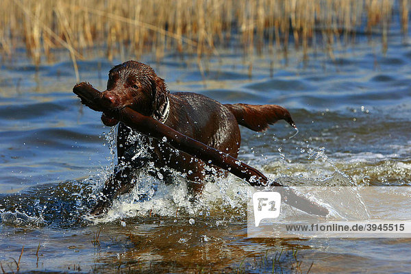 Dog  Labrador mix  retrieving a stick out of the water