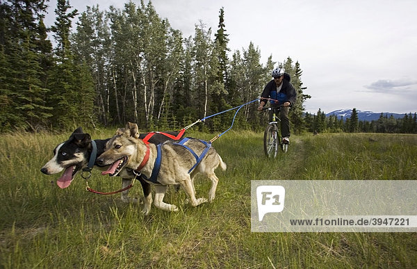 Alaskan Huskies pulling a mountain bike  man bikejoring  bikejoering  dog sport  dry land sled dog race  Yukon Territory  Canada