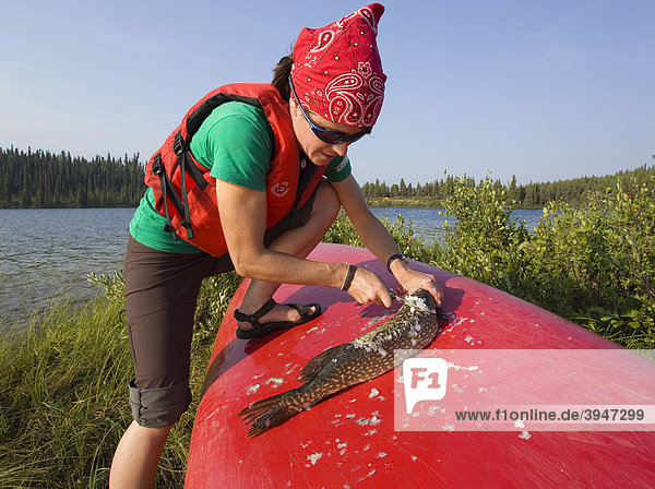Young woman cleaning  gutting Northern pike (Esox lucius)  Caribou Lakes  upper Liard River  Yukon Territory  Canada