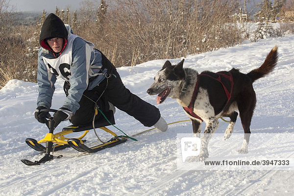 Young woman  running sled dog  Alaskan Husky  toy sled  dog sled race near Whitehorse  Yukon Territory  Canada