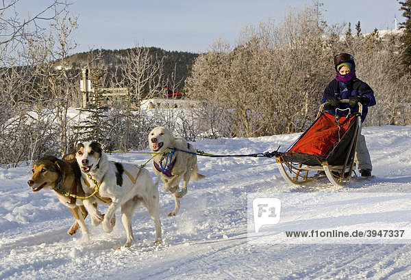 Running sled dogs  Alaskan Huskies  dog team  child  young boy  musher  dog sled race near Whitehorse  Yukon Territory  Canada