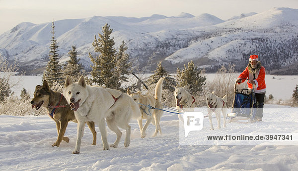 Weihnachtsmann  laufende Schlittenhunde  Hundegespann  Alaskan Huskies  Musher  Schlittenhund-Rennen bei Whitehorse  Yukon Territory  Kanada