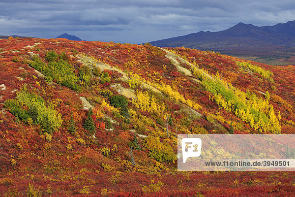 Herbstfarben in der Tundra  Denali Nationalpark  Alaska