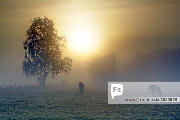 Meadow landscape  cows grazing in the morning mist at sunrise  Oberalsterniederung Nature Reserve  Schleswig-Holstein  Germany  Europe