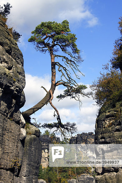 Kiefer  Waldkiefer (Pinus sylvestris) in den Felsen der Bastei  Elbsandsteingebirge  Nationalpark Sächsische Schweiz im Herbst  Freistaat Sachsen  Deutschland  Europa