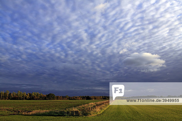 Himmel mit weißen Wolken im Abendlicht bei Sonnenuntergang  Landschaft im Naturschutzgebiet Oberalsterniederung  Tangstedt  Schleswig-Holstein  Deutschland  Europa