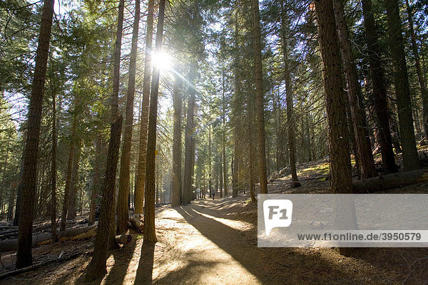 Nadelwald  Yosemite Nationalpark  Kalifornien  USA  Vereinigte Staaten von Amerika