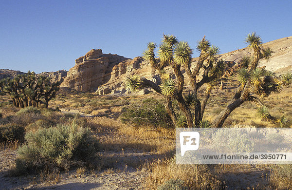 Joshua Bäume (Yucca brevifolia liliaceae) im Red Rock Canyon State Park  Kalifornien  Amerika  USA