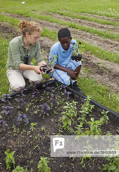A boy and a counselor plant vegetables in a garden tended by children ages 5-11 in a program called Growing Healthy Kids  as part of the Earthworks Urban Garden  which grows food for the Capuchin Soup Kitchen  Detroit  Michigan  USA