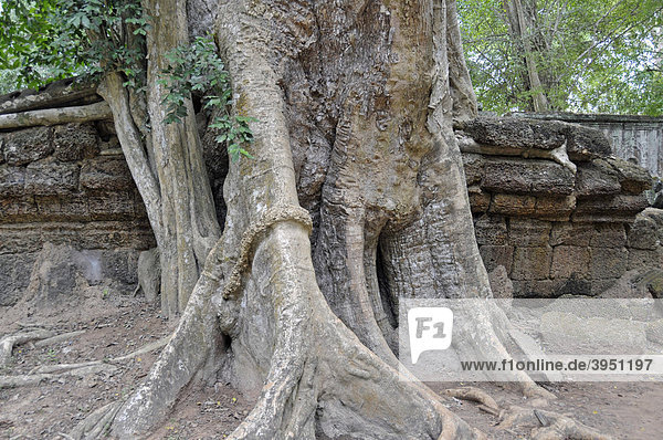 Tetrameles (Tetrameles nudiflora)  Baum erobert mit seinen Wurzeln die Ruinen der Tempelanlage von Ta Prohm  Angkor Thom  Welterbe der UNESCO  Siem Reap  Kambodscha  Asien