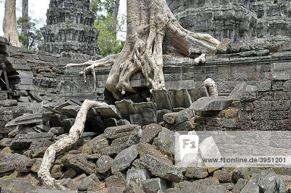 Tetrameles (Tetrameles nudiflora)  Baum erobert mit seinen Wurzeln die Ruinen der Tempelanlage von Ta Prohm  Angkor Thom  Welterbe der UNESCO  Siem Reap  Kambodscha  Asien