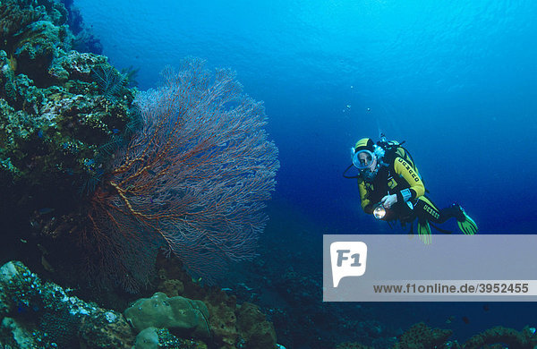 Taucher  Unterwasserlandschaft  Tulamben  Bali  Indonesien