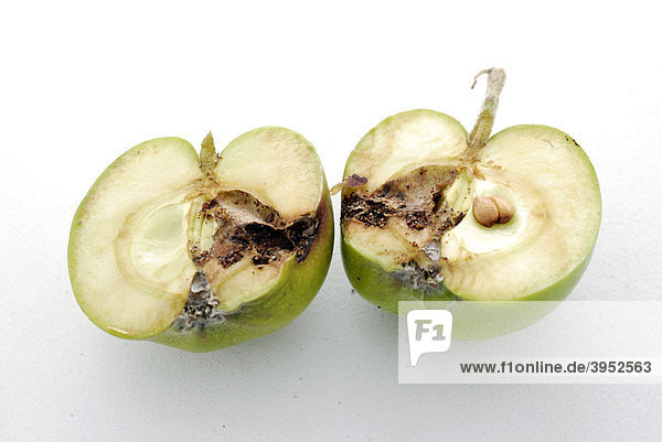 Schaden durch Apfelwickler zeigt sich an einem aufgeschnittenen befallenen Apfel