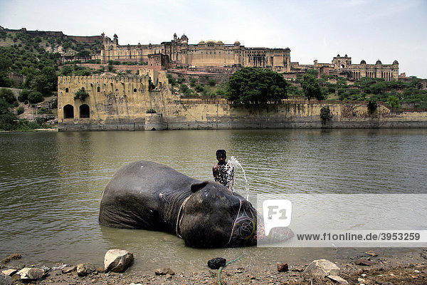Indischer Elefantenführer wäscht seinen Elefanten in einem See unterhalb der im 16. Jahrhundert erbauten Festung Fort Amber  Rajasthan  Indien