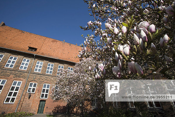 Das historische Rathaus  Innenhof mit blühender Magnolie  Lüneburg  Niedersachsen  Deutschland