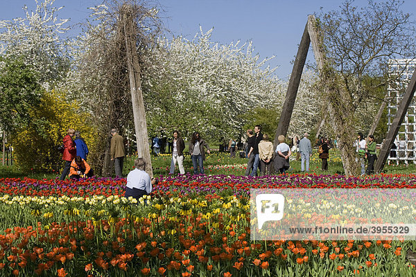 Tulip show TULIPAN in the Britzer Garden park  Berlin  Germany  Europe