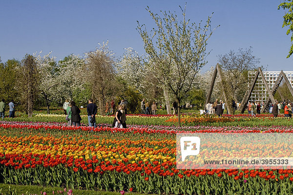 Tulip show TULIPAN in the Britzer Garden park  Berlin  Germany  Europe