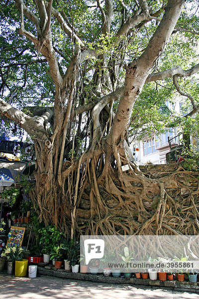 Chinese Banyan-Feige (Ficus microcarpa)  alter Baum  Stanley Bay  Hongkong  Hong Kong  China  Asien