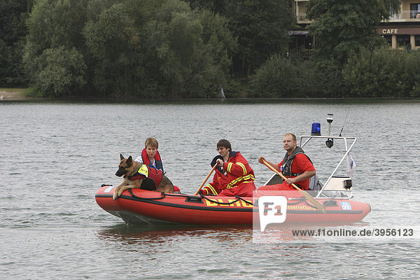 Rescue dog sniffing out a victim  the rescue brigade in Mannheim on Wiesensee lake  Hemsbach  Hesse  Germany  Europe