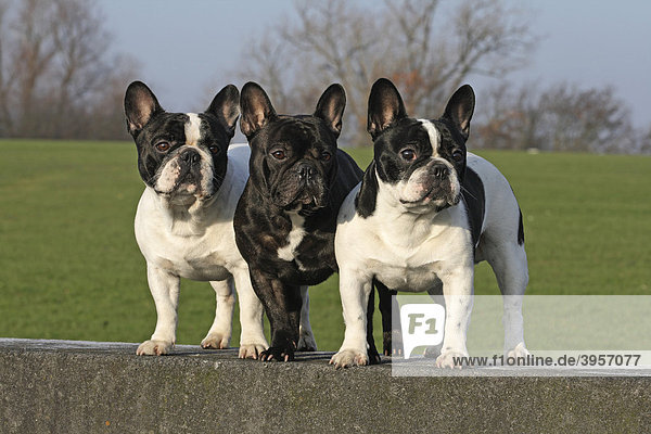 3 Französische Bulldoggen  Rüden  stehen nebeneinander auf Mauer