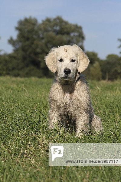 Dirty Golden Retriever  puppy  14 weeks old  sitting on a field