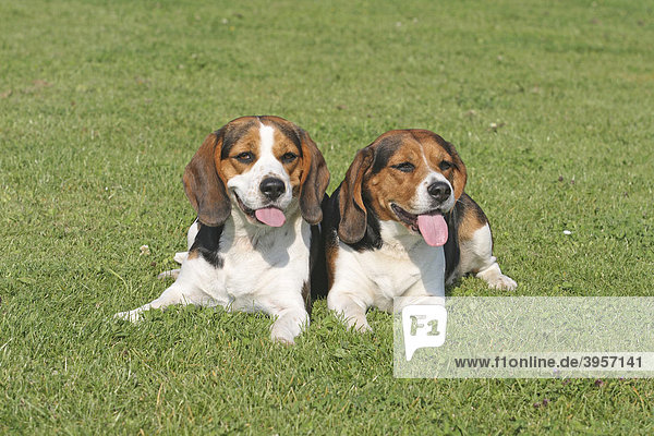 2 Beagle liegen nebeneinander auf der Wiese