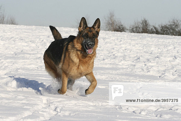 German Shepherd Dog  bitch  2 years  running in snow