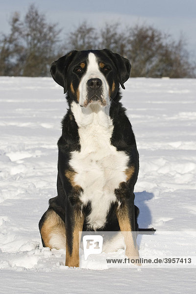 Großer Schweizer Sennenhund sitzt im Schnee