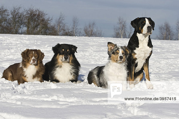 3 Australian Shepherds und Großer Schweizer Sennenhund nebeneinander im Schnee