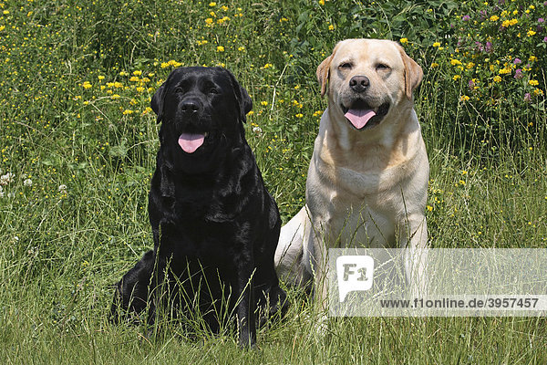 2 Labrador Retriever sitzen nebeneinander auf der Wiese