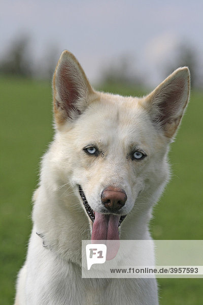 Siberian Husky  Portrait